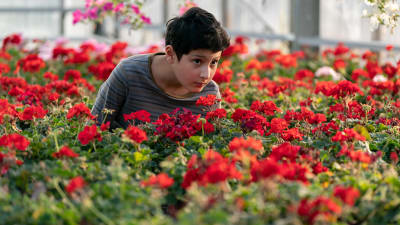 En liten pojke framför röda blommor.