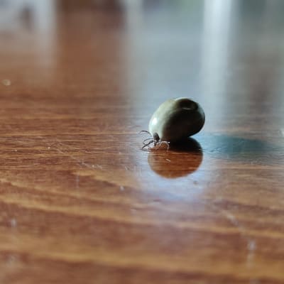 Punkki on pöydällä