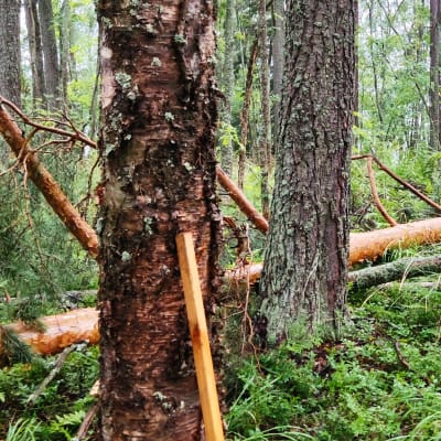 Myrskyn kaatama puu metsässä.