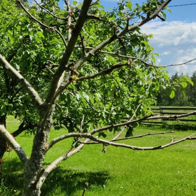 Puutarhassa elävä ja kuollut omenapuu