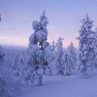 Vacker vinterbild från Saariselkä
