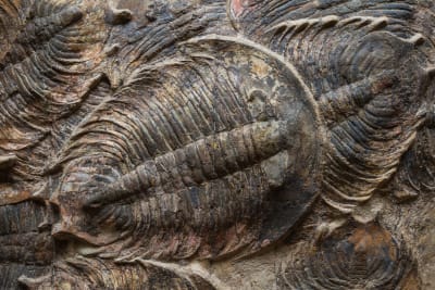 Fossil av en trilobit.