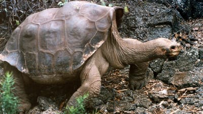 Den berömda sköldpaddan ensamme George på Galapagosöarna