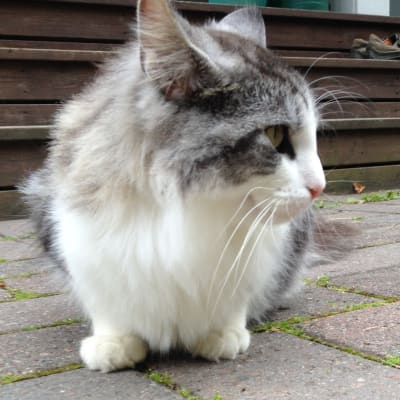 katten