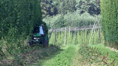 Traktor som skördar humle.
