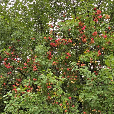 Vuoksen varressa oleva omenapuutarha Imatralla.