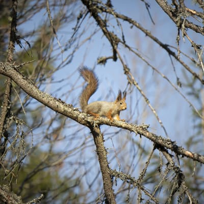 orava puussa