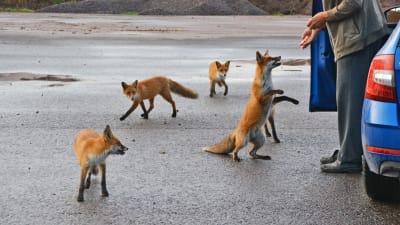 En äldre man matar fem unga rävar.
