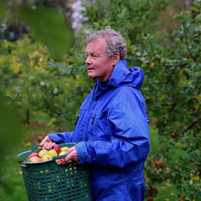 Mies kantaa korissa omenia sateisessa omenatarhassa