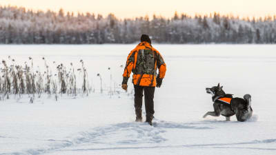 En man och en jakthund i orange kläder går i snön och följer ett djurspår.