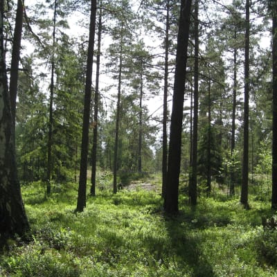 En gles skog i Västerby i Ekenäs