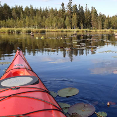 Kajakin keula lipuu järvellä lumpeiden seassa. 