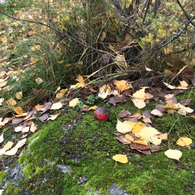 Punainen metallinen korkeuskiintopiste kivessä Lappeenrannan Voisalmessa.
