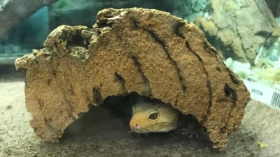 En liten gul leopardgecko tittar ut ur sitt bo