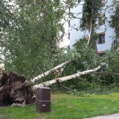 Träd föll i storm i Vasa