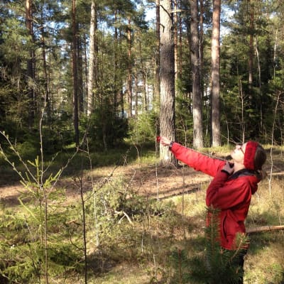 Forskare Henna Toivanen mäter upp hur högt trädet är.