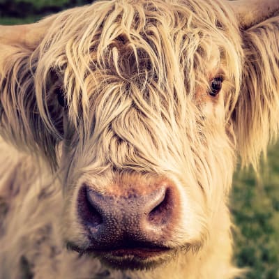 En blond, mycket hårig ko av rasen highland cattle stirrar in i kameran på nära håll.