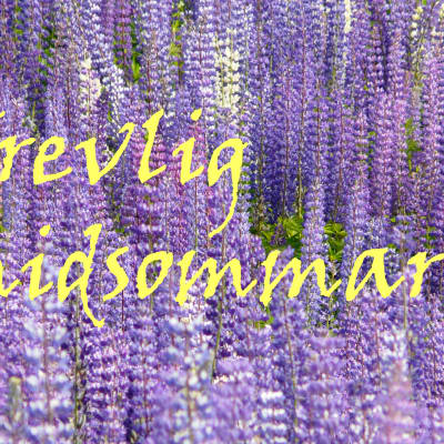 Trevlig midsommar med lupiner