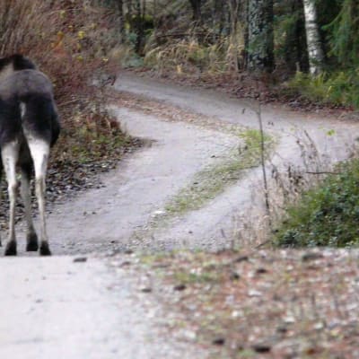 Älg på väg