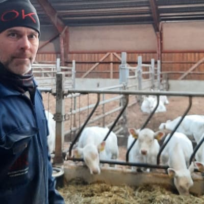Marcus Skullbacka och hans kalvar i Terjärv