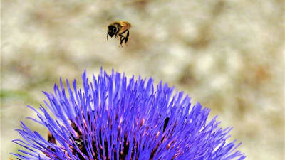 Ett bi som siktar in sig på en blå blomma i närbild.