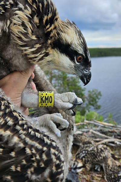 sääksi