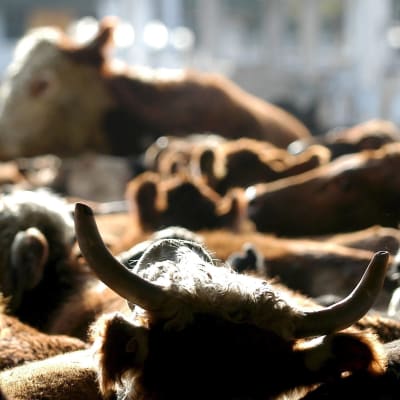 suuret karjamarkkinat Argentiinassa