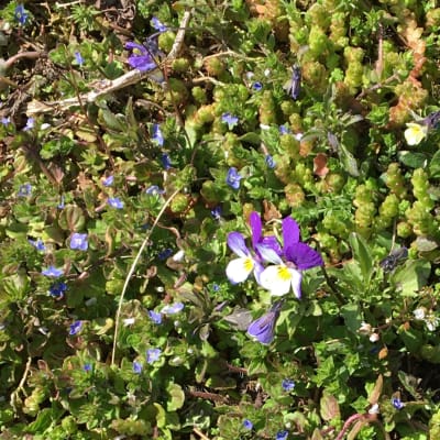 Lilafärgade och blåa blommor på marken.