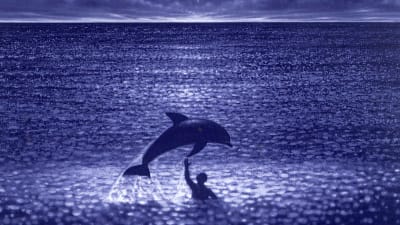 En delfin och en pojke simmar i ett glittrande hav.
