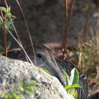 En ejderhona, åda, som gömmer sig bakom en sten. I förgrunden syns gräs.