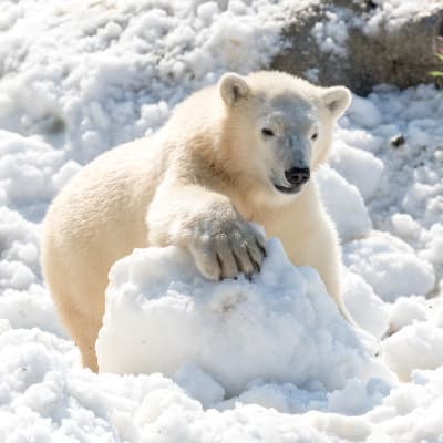 Jääkarhu leikkii lumessa Ranuan eläinpuistossa.
