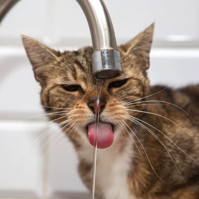 En katt som dricker vatten ur en kran. Ser lite arg och uttråkad ut. 