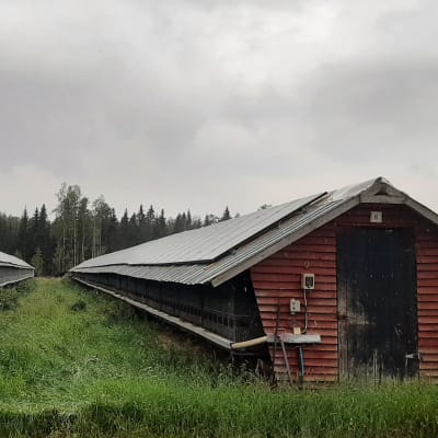 kettutaloja turkistarhalla.