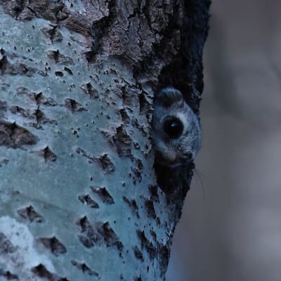 Liito-orava kurkistaa pesäkolostaan keväisenä iltana. Kuva otettu Helsingissä keväällä 2022.