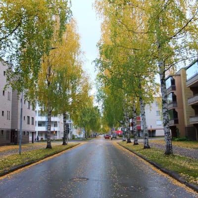 Joensuun Merimiehenkadulla koivujen latvat ovat kellastuneet, mutta katuvalojen tasolla olevat lehdet vielä vihertävät.
