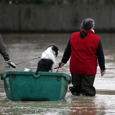 ett par drar en hund i en båt. De har vatten upp till knäna.