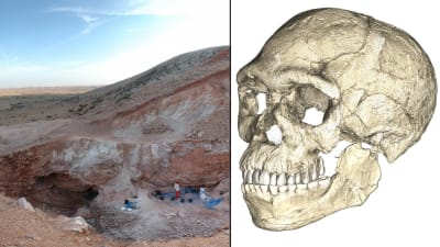 Homo sapiens-benrester upphittade i Marocko.