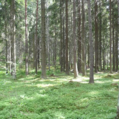 Skog i Gammlbacka.