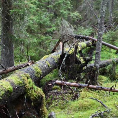 Vanha puu kaatuneena metsässä