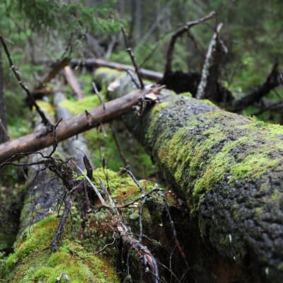 Vanha puu kaatuneena metsässä.