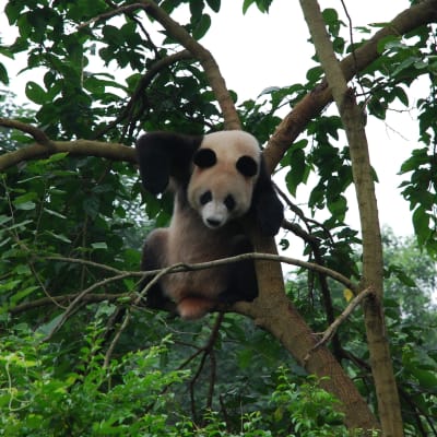 En panda klättrar i träd