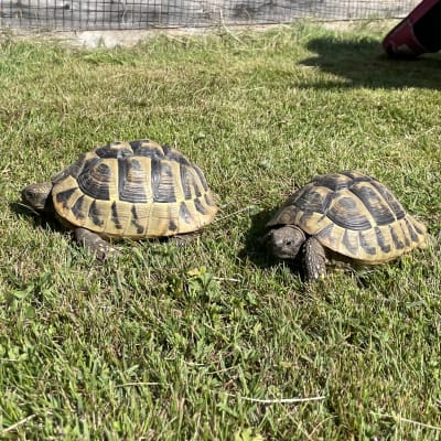 Sköldpaddor på gräsmatta