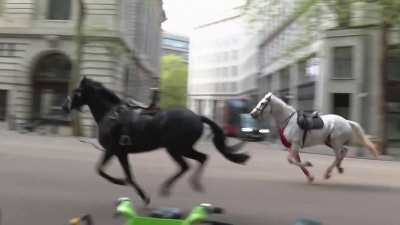 En svart  och en vit häst med sadlar och lösa tyglar galopperar längs en gata i London. 