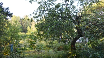 På bilden syns ett äppelträd i en frodigt vildvuxen trädgård.