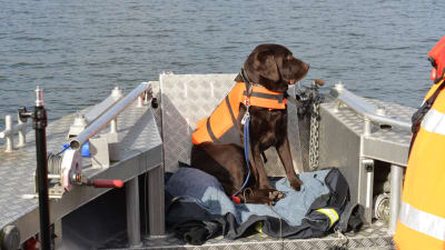 En svart hund i orange flytväst  sitter i fören på en båt.