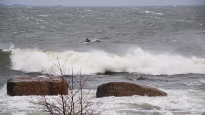 Stora vågor slår mot stora stenar. Bakom vågorna syns en man i våtdräkt som ligger på en surfbräda i havet.