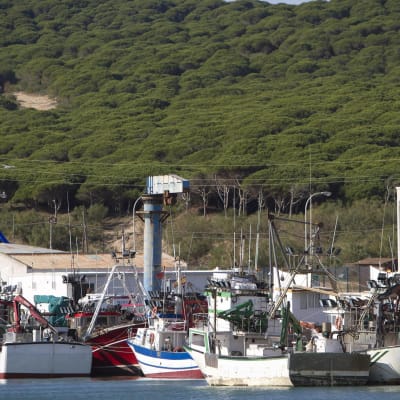 Fiskebåtar i Cadiz i Spanien