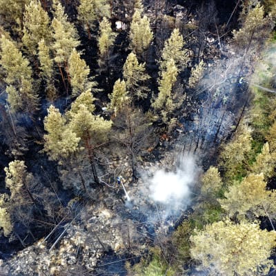Bild ovanifrån. Människor släcker markbranden i skogen.