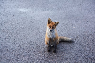 En räv sitter på asfalt och tittar in i kameran med huvudet på sned.