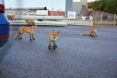 Fem rävar står på ett industriområde, bredvid en blå bil, och tittar in i kameran.